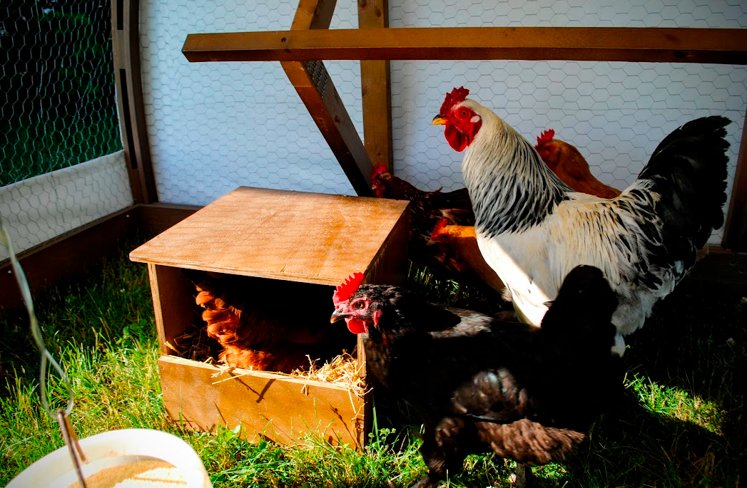 Coop ventilation is crucial for maintaining a healthy environment for your chickens, especially during hot weather. Learn how to optimize airflow without causing drafts.